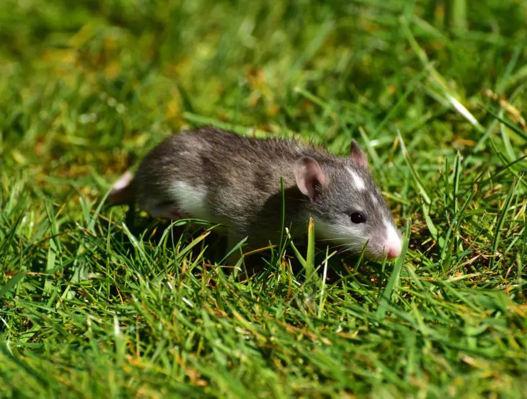 Rodents/Rats