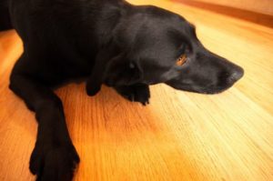 Clean hardwood floors dog urine