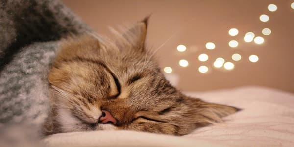 cat sleeping on bed