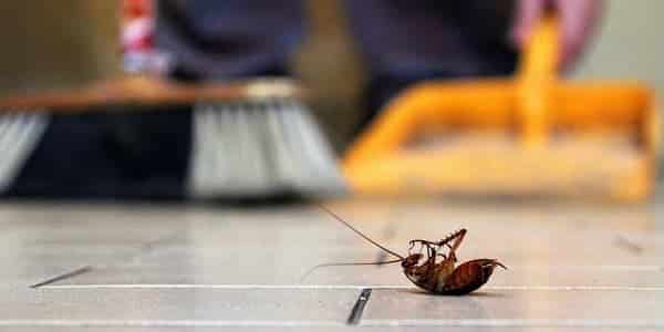 cockroach at home cleaning