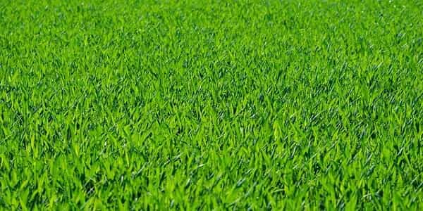 outdoor grass