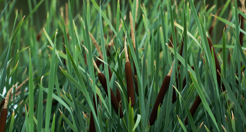 Preventing Weed Growth